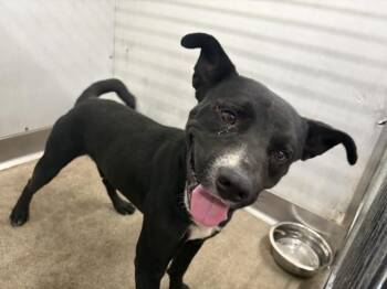 BLAZER -  Pit Bull Terrier Dog for Adoption in San Bernardino, California - BLAZER | PetCurious