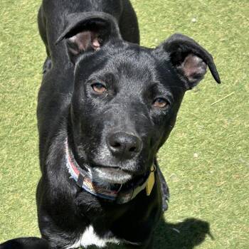Murtagh - Butler Campus -  Mixed Breed Dog for Adoption in Flagstaff, Arizona - Murtagh - Butler Campus | PetCurious