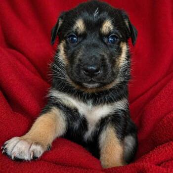 Husky Dogs Available for Adoption in Newport, Tennessee - Crape Myrtle | PetCurious