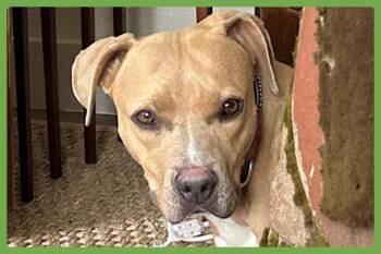 Rescue Pit Bull Terrier and Boxer Dogs for Adoption in Amherst, Massachusetts - Maisie | PetCurious