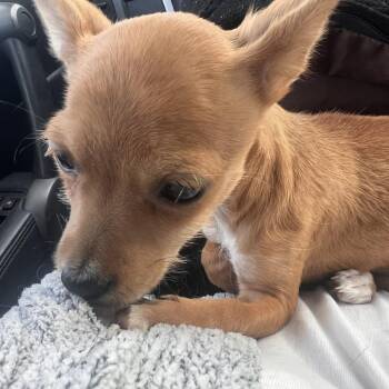 Brunson -  Cairn Terrier and Mixed Breed Dog for Adoption - Brunson | PetCurious