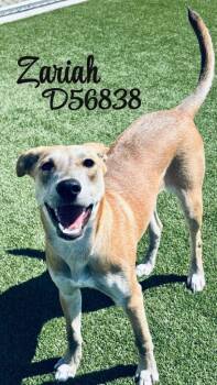 Zariah -  Shepherd and Mixed Breed Dog for Adoption in Clarksville, Tennessee - Zariah | PetCurious