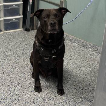 Rescue English Bulldog and Retriever Dogs for Adoption in Greenville, South Carolina - Wally | PetCurious