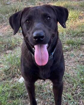 Sprocket -  Mixed Breed and Labrador Retriever Dog for Adoption in Brookshire, Texas - Sprocket | PetCurious