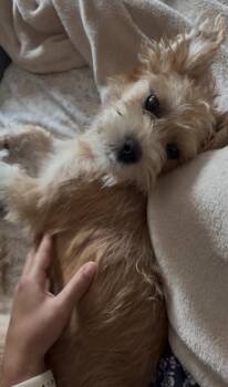 Cali -  Rat Terrier and Yorkshire Terrier Dog for Adoption in Conroe, Texas - Cali | PetCurious
