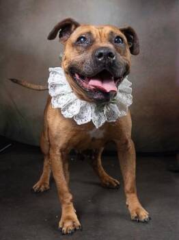 ZLATA -  Pit Bull Terrier and Mixed Breed Dog for Adoption in Atlanta, Georgia - ZLATA | PetCurious
