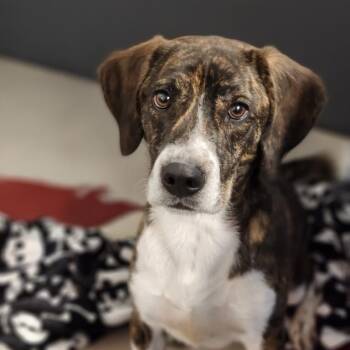Hound Dogs Available for Adoption - Sushi | PetCurious