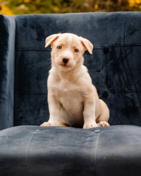 Aniu -  Pit Bull Terrier and Husky Dog for Adoption in Simsbury, Connecticut - Aniu | PetCurious