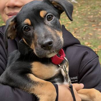 Athena Greek - Local pup -  Boxer Dog for Adoption in Andover, Massachusetts - Athena Greek - Local Pup | PetCurious