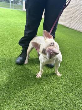 ARTIFACT -  French Bulldog Dog for Adoption in St. Cloud, Florida - ARTIFACT | PetCurious