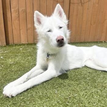 Maya -  Mixed Breed Dog for Adoption in Lansing, Michigan - Maya | PetCurious