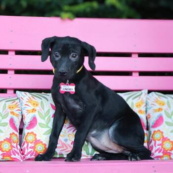 Lindsey -  Labrador Retriever Dog for Adoption in Wake Forest, North Carolina - Lindsey | PetCurious