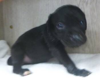 Chunk -  Labrador Retriever Dog for Adoption in Lafayette, Louisiana - Chunk | PetCurious