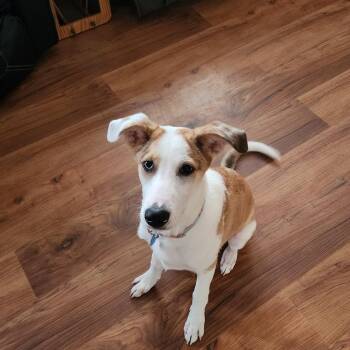 Shepherd Dogs Available for Adoption - Cake Pop In NH! Come Meet Our Adoptable Dogs Wednesday-Saturday. | PetCurious