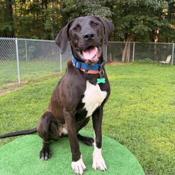 Kayla (Courtesy Posting) -  Labrador Retriever and Mixed Breed Dog for Adoption in Hopkinton, Massachusetts - Kayla (Courtesy Posting) | PetCurious
