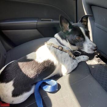 Buffy FKA Jazzy -  Jack Russell Terrier and Mixed Breed Dog for Adoption in Falls Church, Virginia - Buffy FKA Jazzy | PetCurious