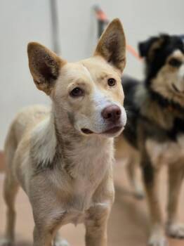 Sandy -  Shepherd Dog for Adoption in Kennewick, Washington - Sandy | PetCurious