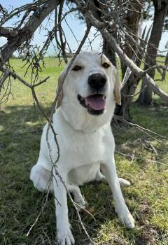 Labrador Retriever Dogs Available for Adoption in Temple, Texas - Schatzi | PetCurious