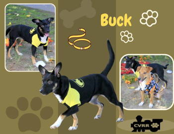 Rescue Terrier and Beagle Dogs for Adoption in Lindsay, California - Buck (Puppy) | PetCurious