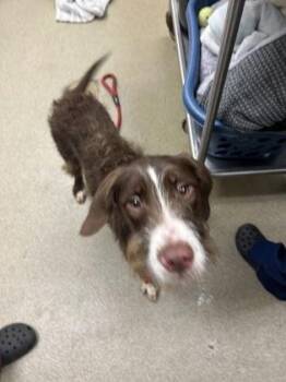 Briar -  German Wirehaired Pointer and Mixed Breed Dog for Adoption in Palm Coast, Florida - Briar | PetCurious