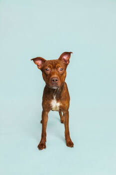 Rescue Pit Bull Terrier and Mixed Breed Dogs for Adoption in Knoxville, Tennessee - Montana | PetCurious