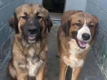Lucy - At shelter -  Anatolian Shepherd and Great Pyrenees Dog for Adoption in Rustburg, Virginia - Lucy - At Shelter | PetCurious