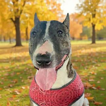Bull Terrier Dogs Available for Adoption - Toby | PetCurious