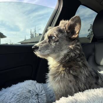 Cleo -  Australian Shepherd Dog for Adoption in Reedley, California - Cleo | PetCurious
