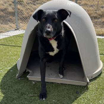 Black Labrador Retriever and Mixed Breed Dogs Available for Adoption in Cody, Wyoming - Halsey | PetCurious