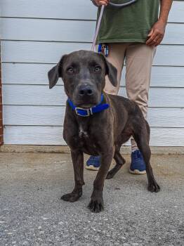 Rescue Labrador Retriever Dogs for Adoption in Newport, Tennessee - Alaska | PetCurious