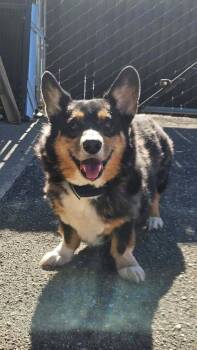 Scout -  Corgi Dog for Adoption in Maryville, Tennessee - Scout | PetCurious