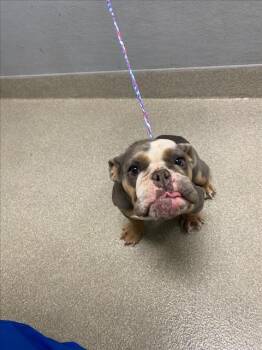BURT -  English Bulldog Dog for Adoption in Las Vegas, Nevada - BURT | PetCurious