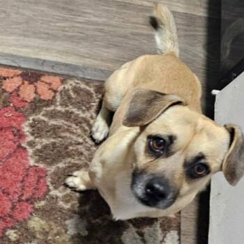 Pug Dogs Available for Adoption in Williston, Vermont - Duke | PetCurious