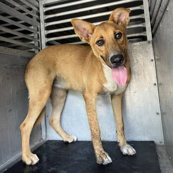 Snapple -  Shar Pei and Mixed Breed Dog for Adoption in Edinburg, Texas - Snapple | PetCurious