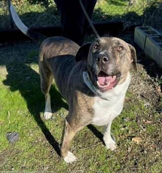 Rescue Pit Bull Terrier Dogs for Adoption in Phoenix, Oregon - Lambchop | PetCurious