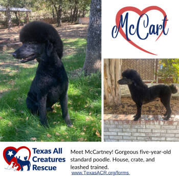 Rescue Standard Poodle Dogs for Adoption in Alvarado, Texas - Mc Cartney | PetCurious
