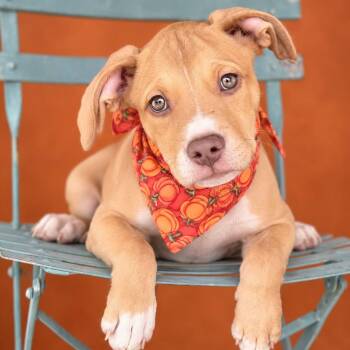 CHEEKY MONKEY -  Pit Bull Terrier Dog for Adoption in Cranston, Rhode Island - CHEEKY MONKEY | PetCurious