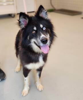 Nova -  Mixed Breed Dog for Adoption in Wooster, Ohio - Nova | PetCurious