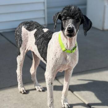 Sophie -  Standard Poodle Dog for Adoption in St. Peters, Missouri - Sophie | PetCurious