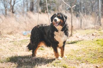 Annette-Transport -  Bernese Mountain Dog Dog for Adoption in Gradyville, Kentucky - Annette-Transport | PetCurious