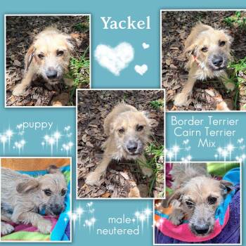 Yackel WA14591-T -  Border Terrier and Cairn Terrier Dog for Adoption in Missouri City, Texas - Yackel WA14591-T | PetCurious