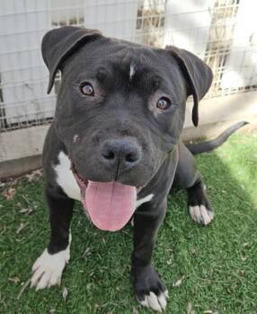 Pit Bull Terrier and Mixed Breed Dogs Available for Adoption in Fremont, California - MOOSE | PetCurious
