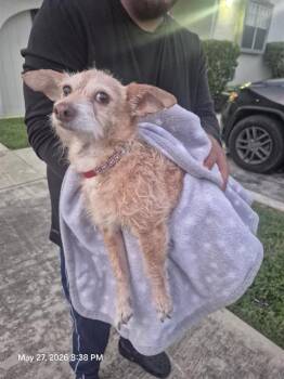 A810080 -  Terrier Dog for Adoption in San Antonio, Texas - A810080 | PetCurious