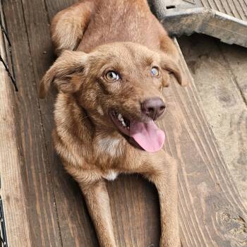 Eloise -  Golden Retriever Dog for Adoption in Athens, Alabama - Eloise | PetCurious