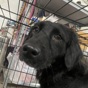 Black Labrador Retriever Dogs Available for Adoption in Edinburg, Texas - Gwendolyn | PetCurious