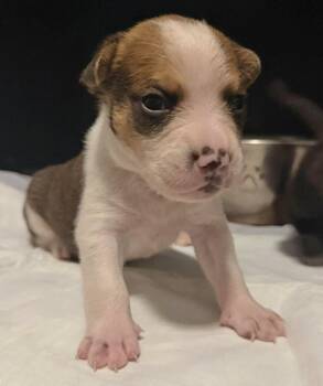 Terrier and Dachshund Dogs Available for Adoption in Grand Bay, Alabama - Tex | PetCurious