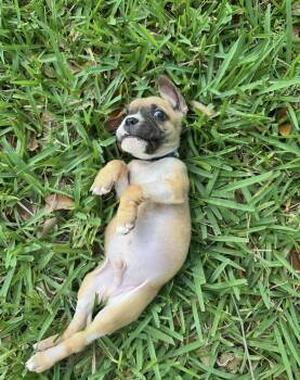 Chihuahua Dogs Available for Adoption in Tampa, Florida - Chewbarka | PetCurious