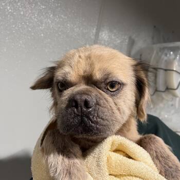 French Bulldog Dogs Available for Adoption in Tampa, Florida - Goldi | PetCurious