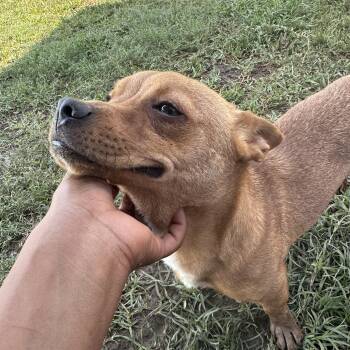 Louie B -  Chiweenie Dog for Adoption in Richmond, Texas - Louie B | PetCurious