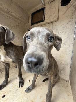 A477354 -  Pit Bull Terrier and Mixed Breed Dog for Adoption in Oklahoma City, Oklahoma - A477354 | PetCurious